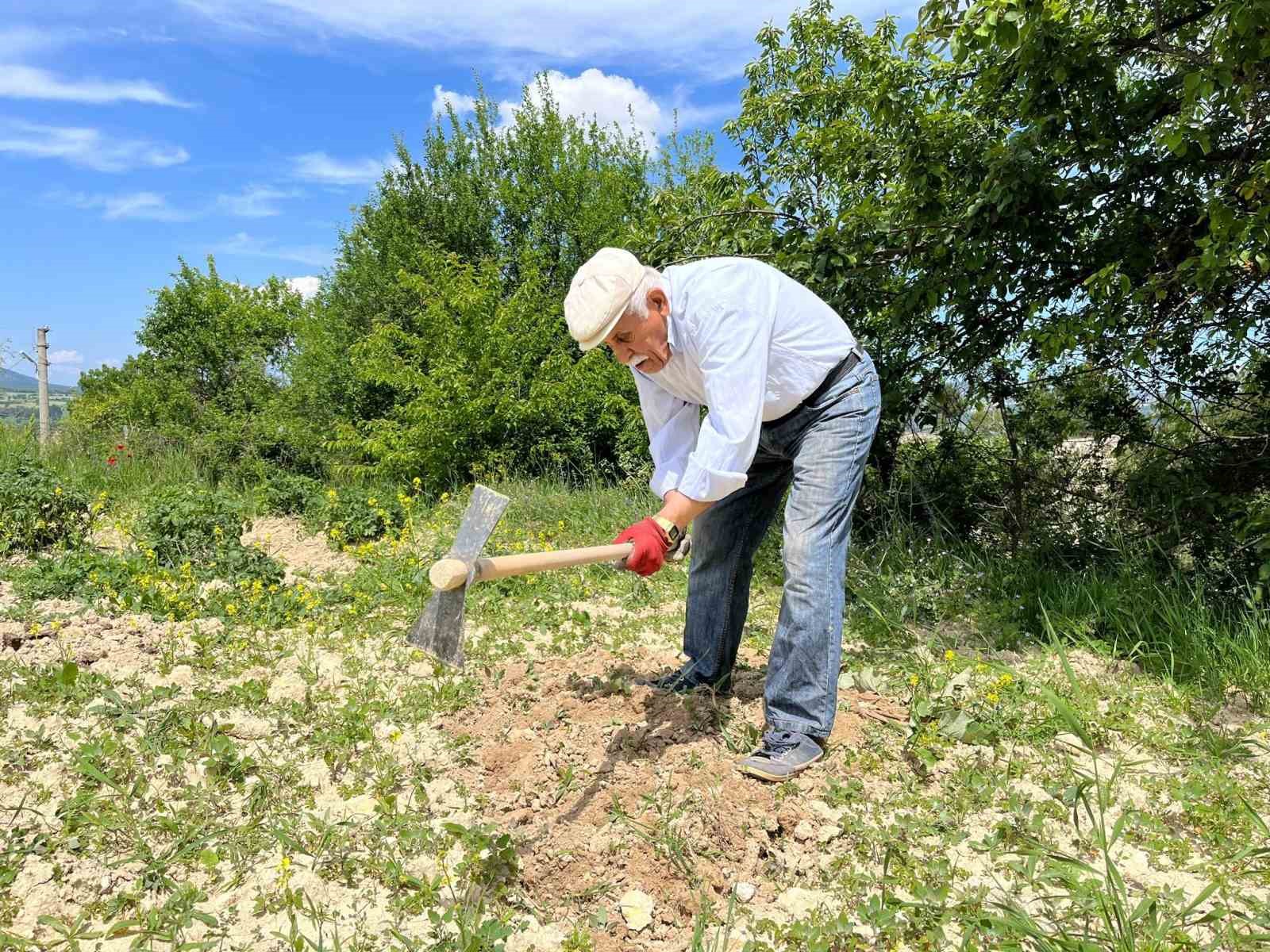 80 yaşında tarlada gençlere taş çıkartıyor: “Çalışmadan duramıyorum”