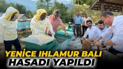 Coğrafi İşaretli Yenice Ihlamur Balı Hasadı Yapıldı