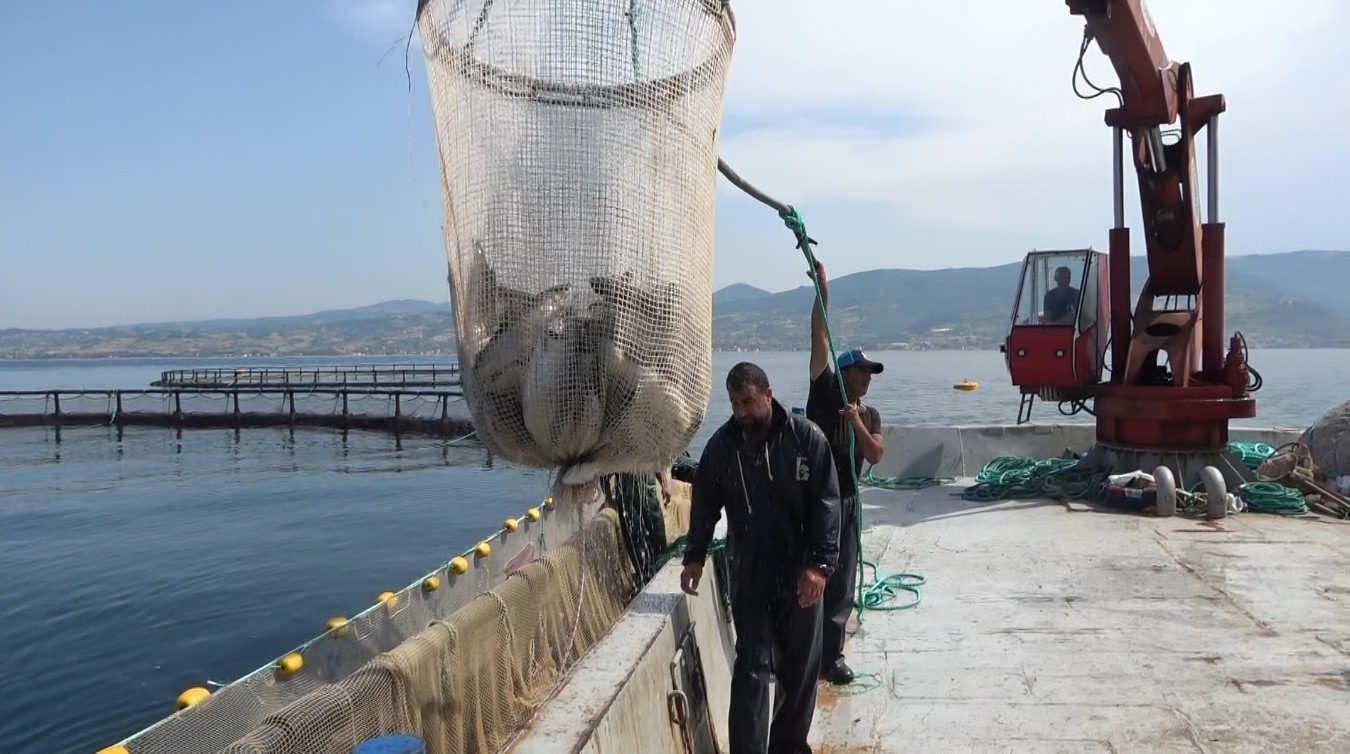 Hayvansal ürün ihracatından milyonlarca döviz geliri