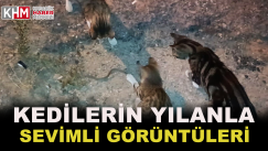 Kedilerin Yılanla İmtihanı