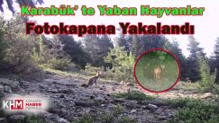 Karabük’te Yaban Hayvanlar Fotokapana Yakalandı