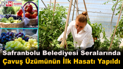 Safranbolu Belediyesi Seralarında Çavuş Üzümünün İlk Hasadı Yapıldı