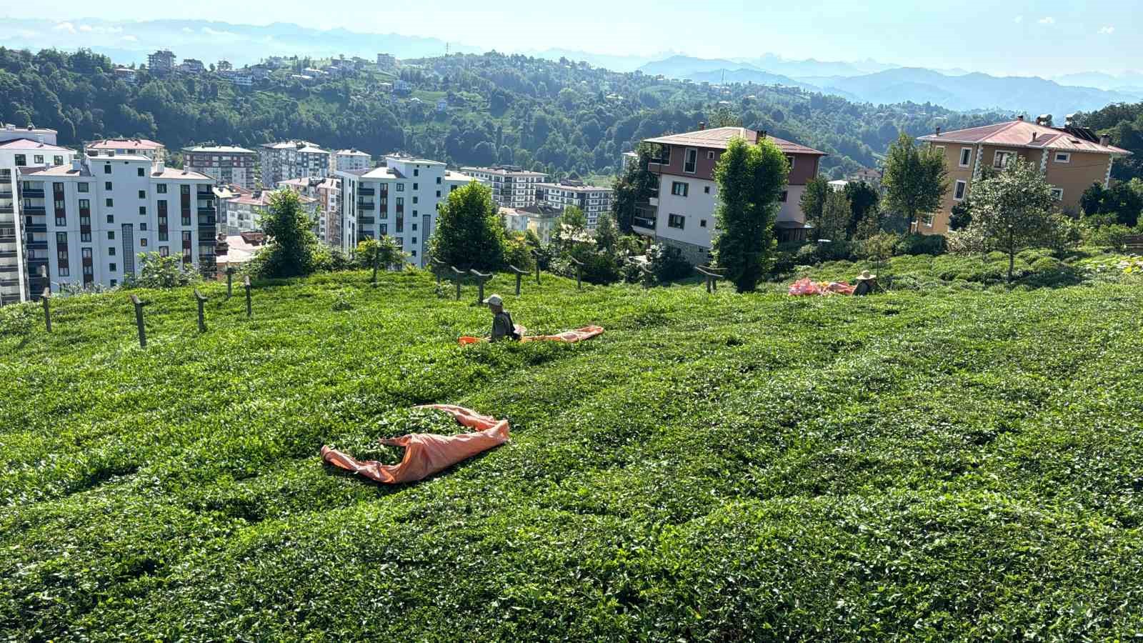 Rize’de çay üreticileri 3. sürgün hasadı için çay bahçelerine girmeye başladı