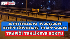 Ahırdan Kaçan Büyükbaş Hayvan Trafiği Tehlikeye Soktu