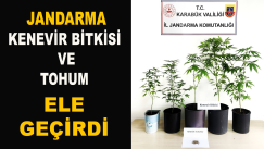 Jandarma Kenevir Bitkisi ve Tohum Ele Geçirdi