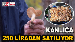 Kanlıca Mantarı 250 Liradan Tezgahtaki Yerini Aldı