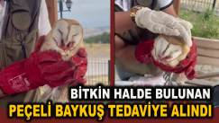 Bitkin Halde Bulunan Peçeli Baykuş Tedavi Edildi