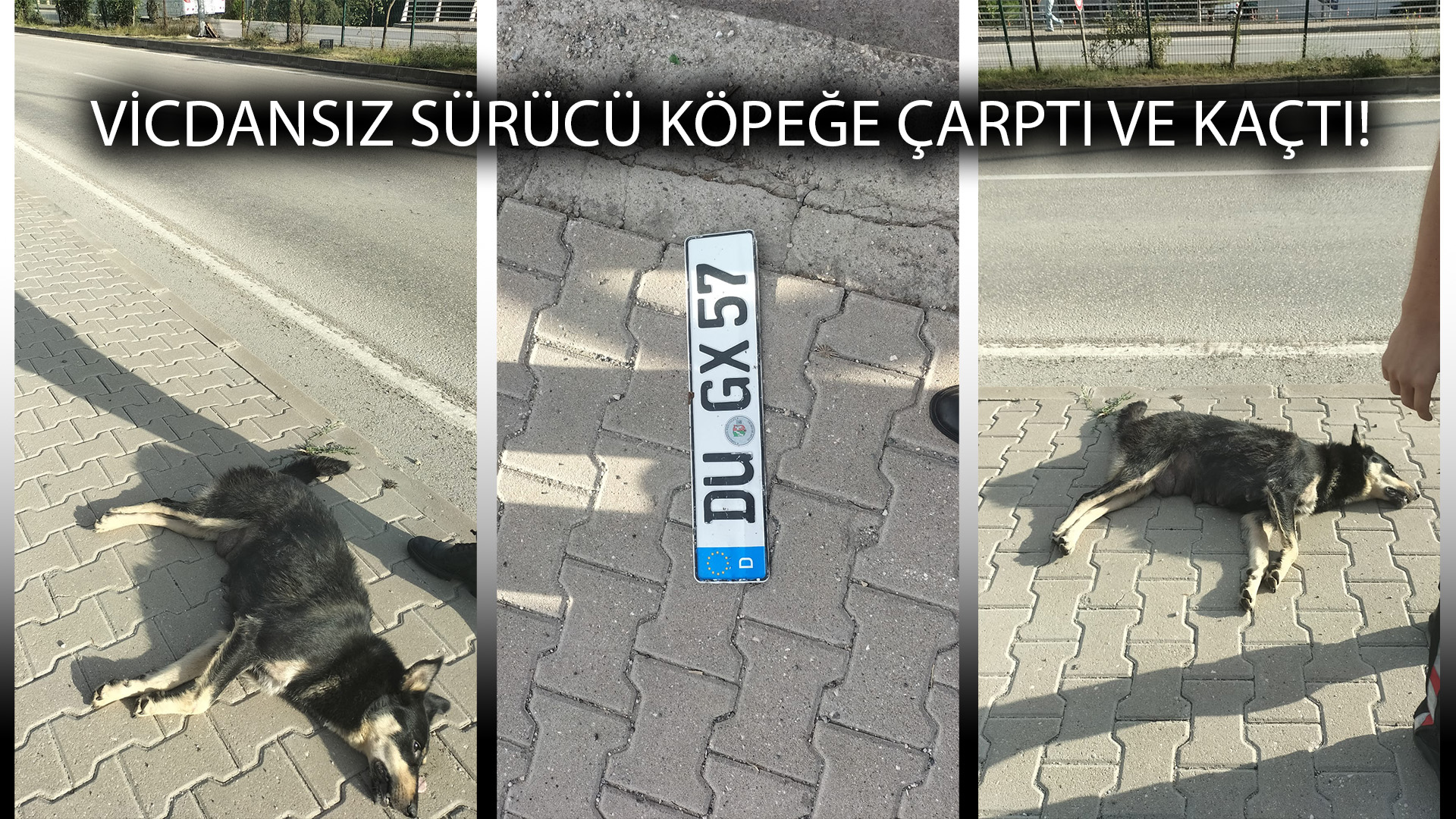 Vicdansız sürücü köpeğe çarptı, arkasına bakmadan kaçtı