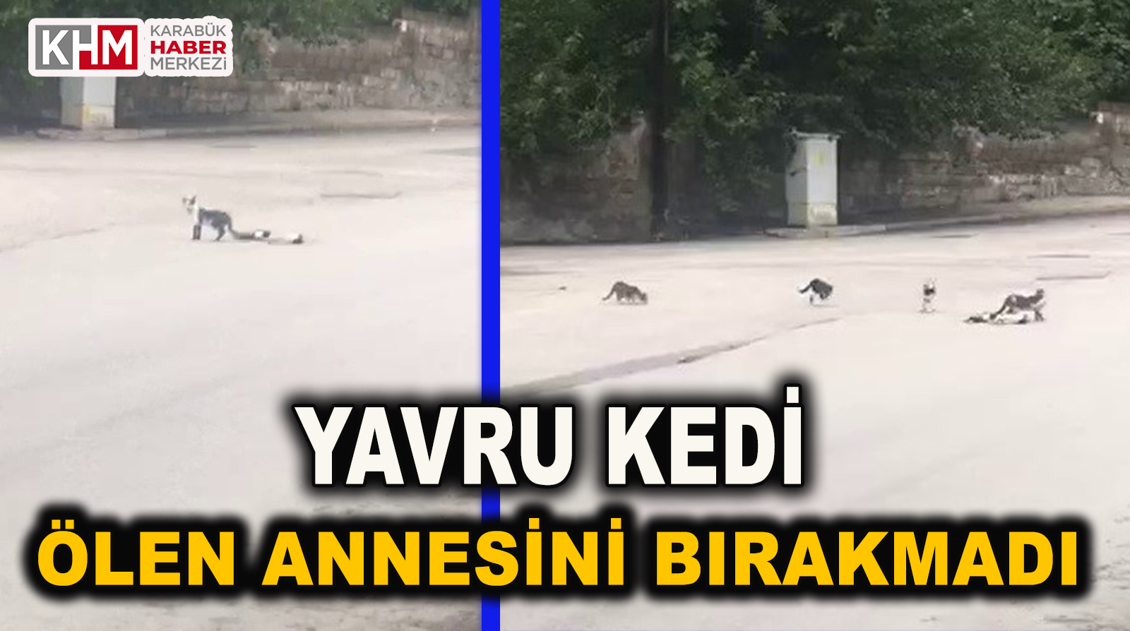 Yavru Kedi Ölen Annesinin Başından Bir An Olsun Ayrılmadı