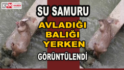 Su Samuru Avladığı Balığı Yerken Görüntülendi