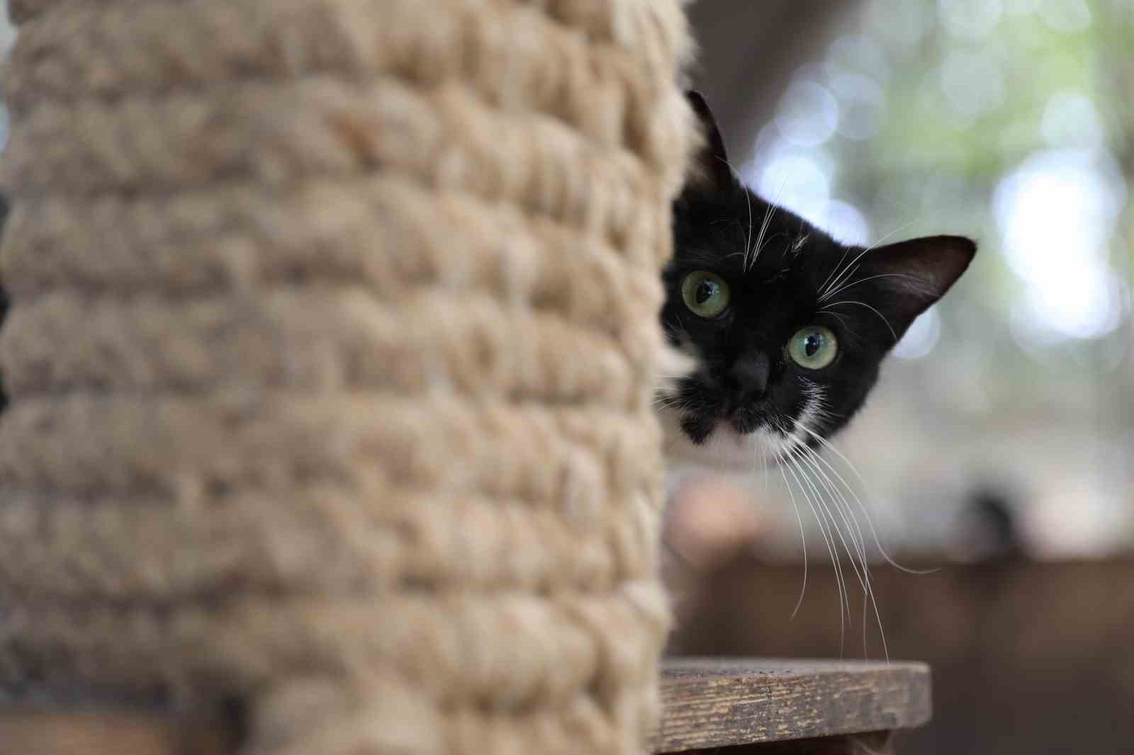 ‘Kedi Kasabası’ Türkiye’de örnek