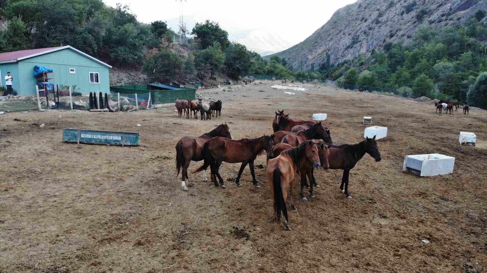 Kesilmekten kurtulan atlar 3 yıldır koruma çiftliğinde yaşamlarını sürdürüyor