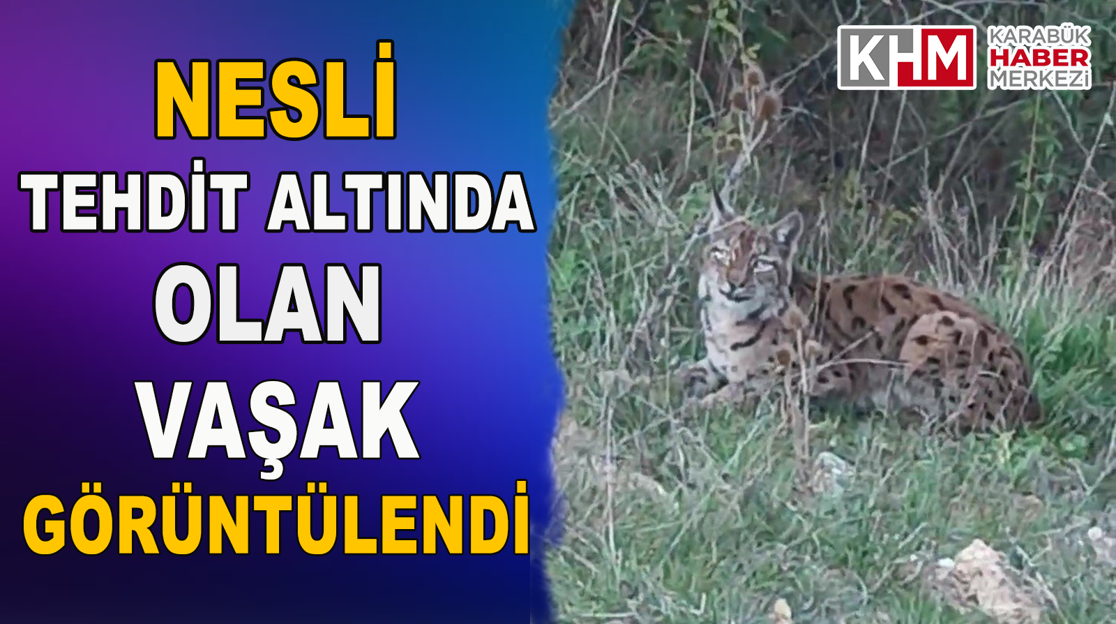 Nesli Tehdit Altında Olan Vaşak Görüntülendi