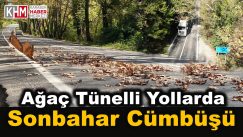 Ağaç Tünelli Yolunda Sonbahar Cümbüşü