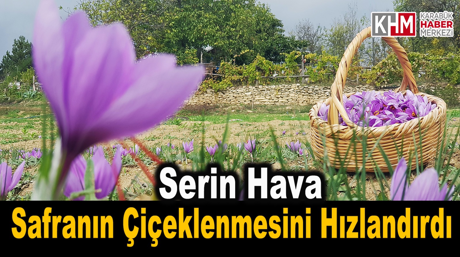 Serin hava ‘dünyanın en pahalı baharatı’nda çiçeklenmeyi artırdı