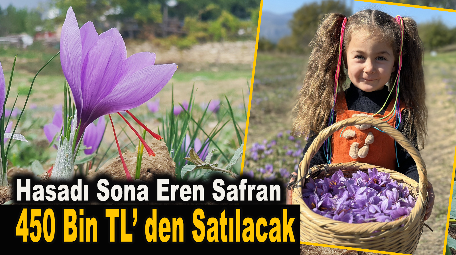 Hasadı sona eren safran 450 bin TL’den satılacak