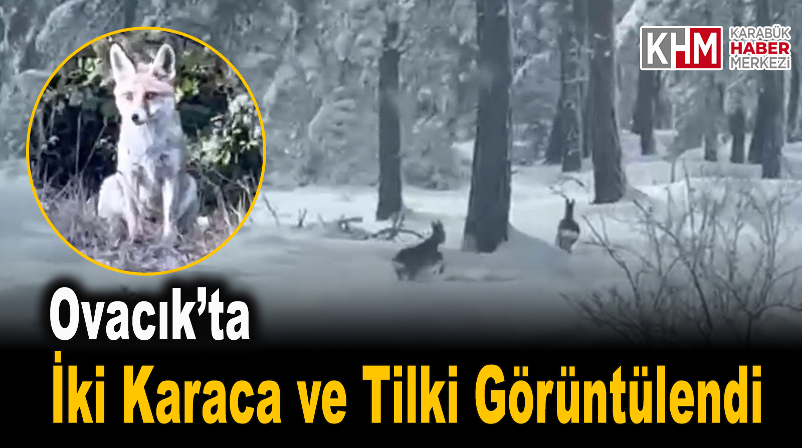 Karabük’te İki Karaca ve Tilki Görüntülendi