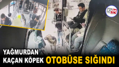 Yağmurdan kaçan köpek çareyi otobüse sığınmakta buldu