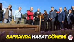 Safranda hasat dönemi