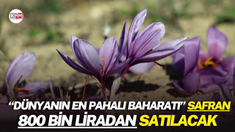 “Dünyanın en pahalı baharatı” safran 800 bin liradan satılacak