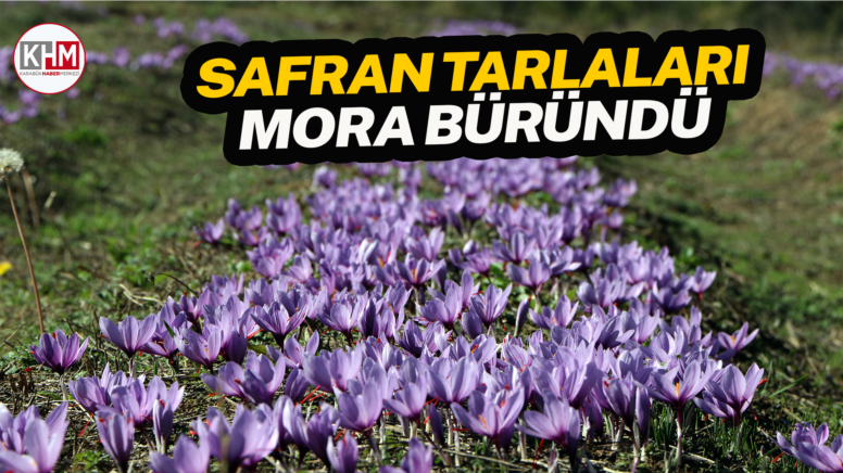 Safran tarlaları mora büründü