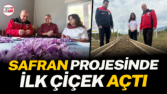 Safran Projesinde ilk çiçek açtı