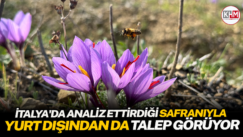İtalya’da analiz ettirdiği safranıyla yurt dışından da talep görüyor