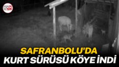 Safranbolu’da kurt sürüsü köye indi: Hayvanları kurtarmak için gece nöbeti tutuyorlar