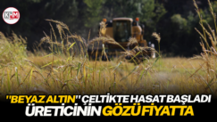 “Beyaz altın” çeltikte hasat başladı, üreticinin gözü fiyatta