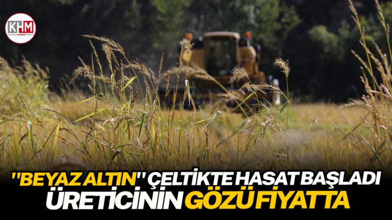 “Beyaz altın” çeltikte hasat başladı, üreticinin gözü fiyatta